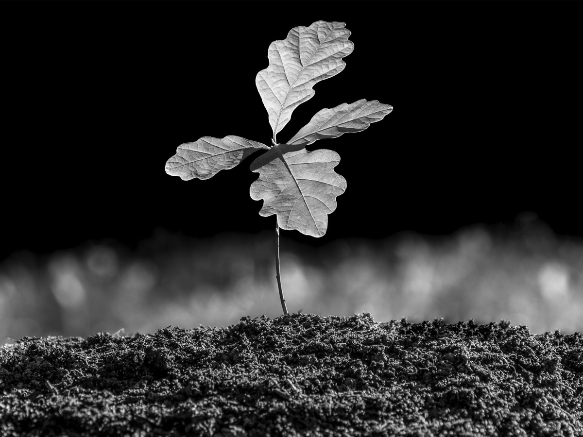 Oak tree seedling