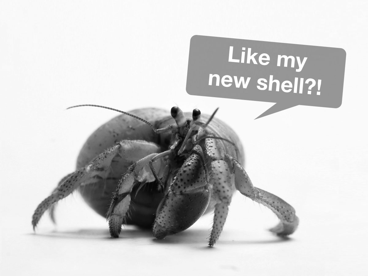 Hermit crab